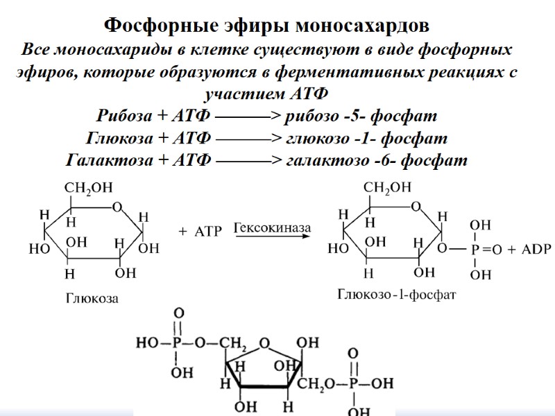 Фосфорные эфиры моносахардов Все моносахариды в клетке существуют в виде фосфорных эфиров, которые образуются